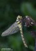 Páskovec kroužkovaný (Vážky), Cordulegaster boltonii, (Donovan, 1807), Anisoptera (Odonata)